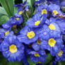 Blue Primroses