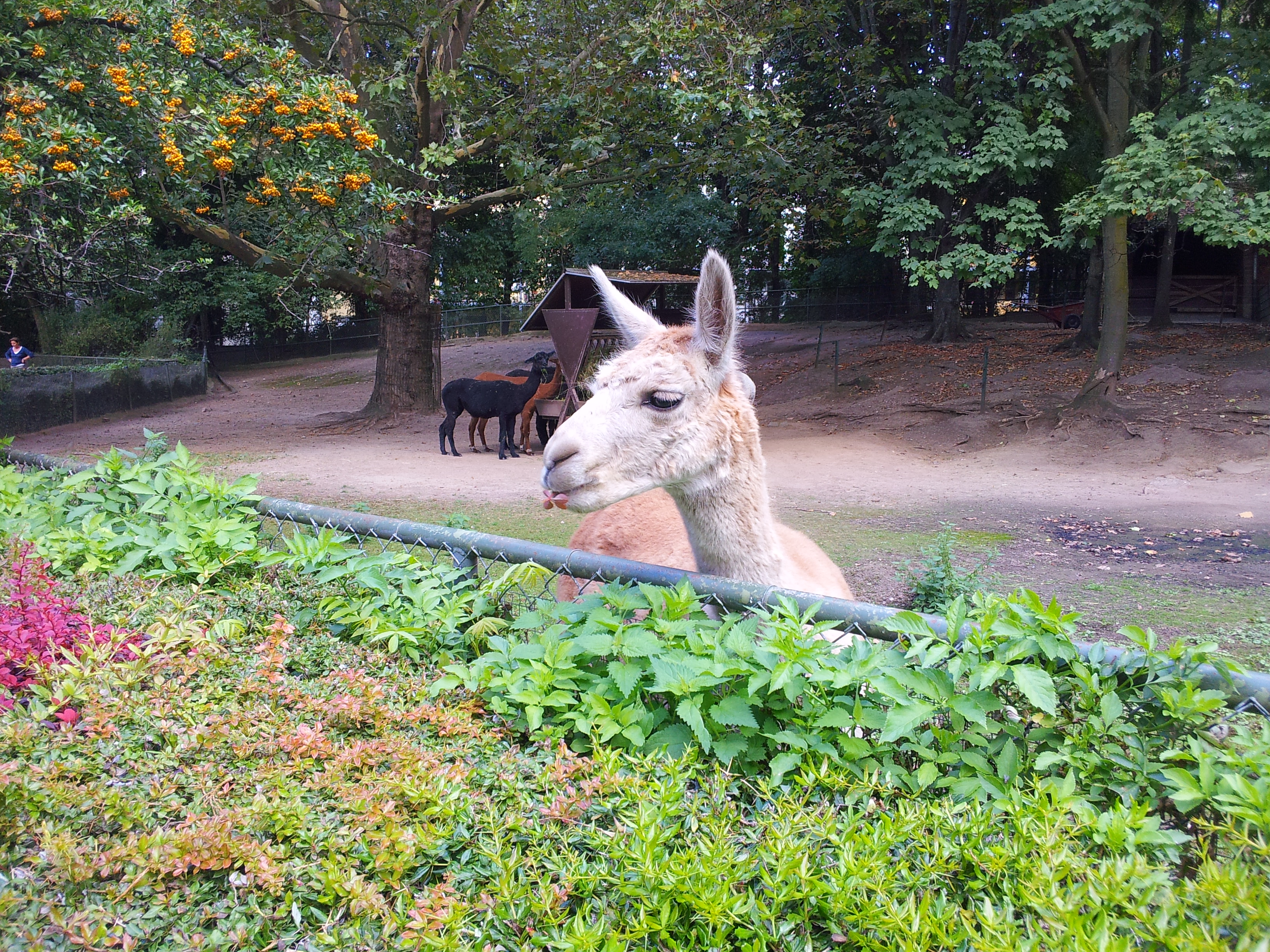 Llama