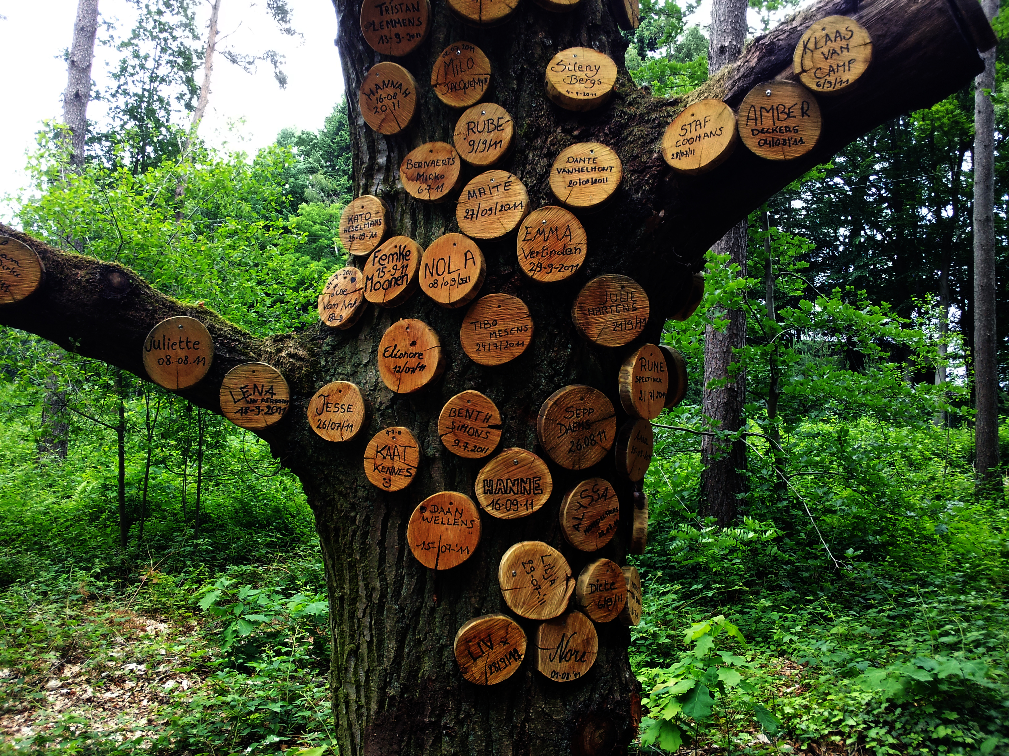 Names on a tree