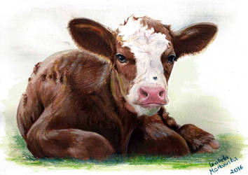 Calf