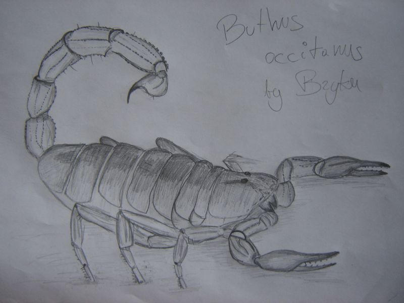 Buthus Rochati Buthus occitanus by hortu on DeviantArt