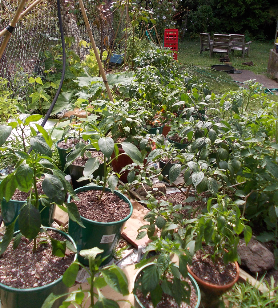 Chilli Fields