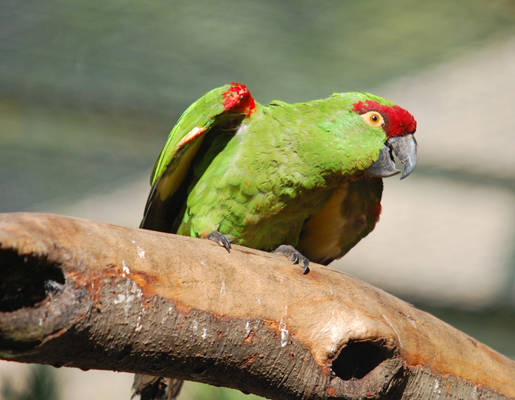 Thick-billed Parrot