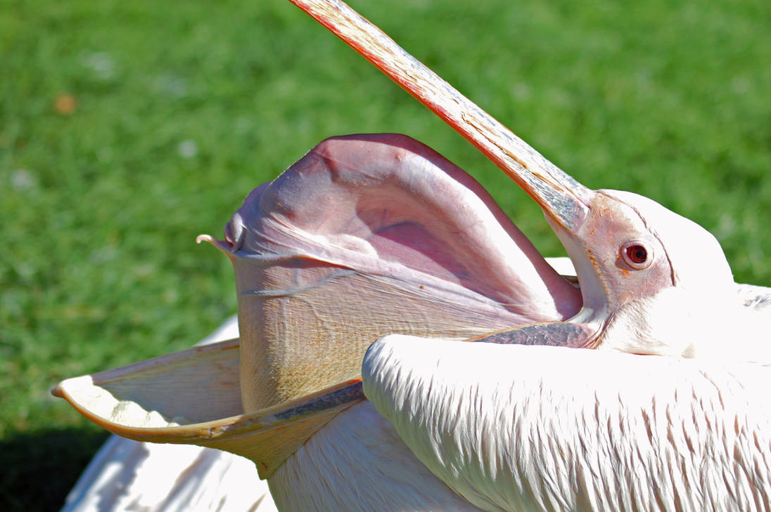 Какая птица имеет большие глаза. Пеликан зевает. Пеликан остужает позвоночник. Пеликан мешконос птица. Пеликан высовывает позвоночник.