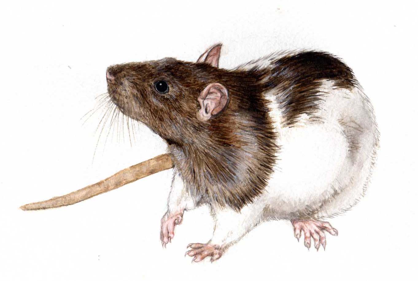 Moose the Rat by Sophie4120 on DeviantArt