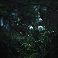 highgate cemetery4