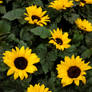 Dwarf Sunflowers