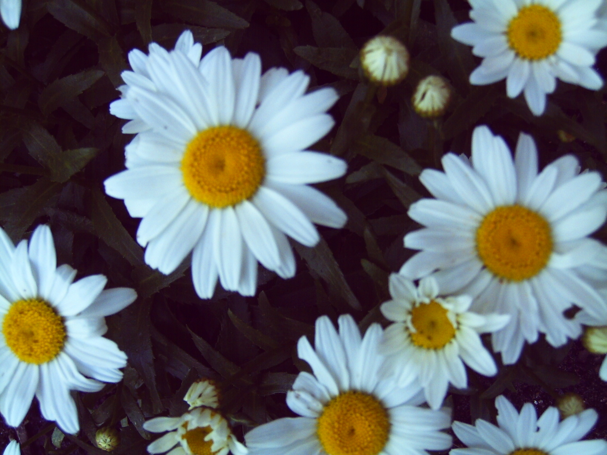 daisys