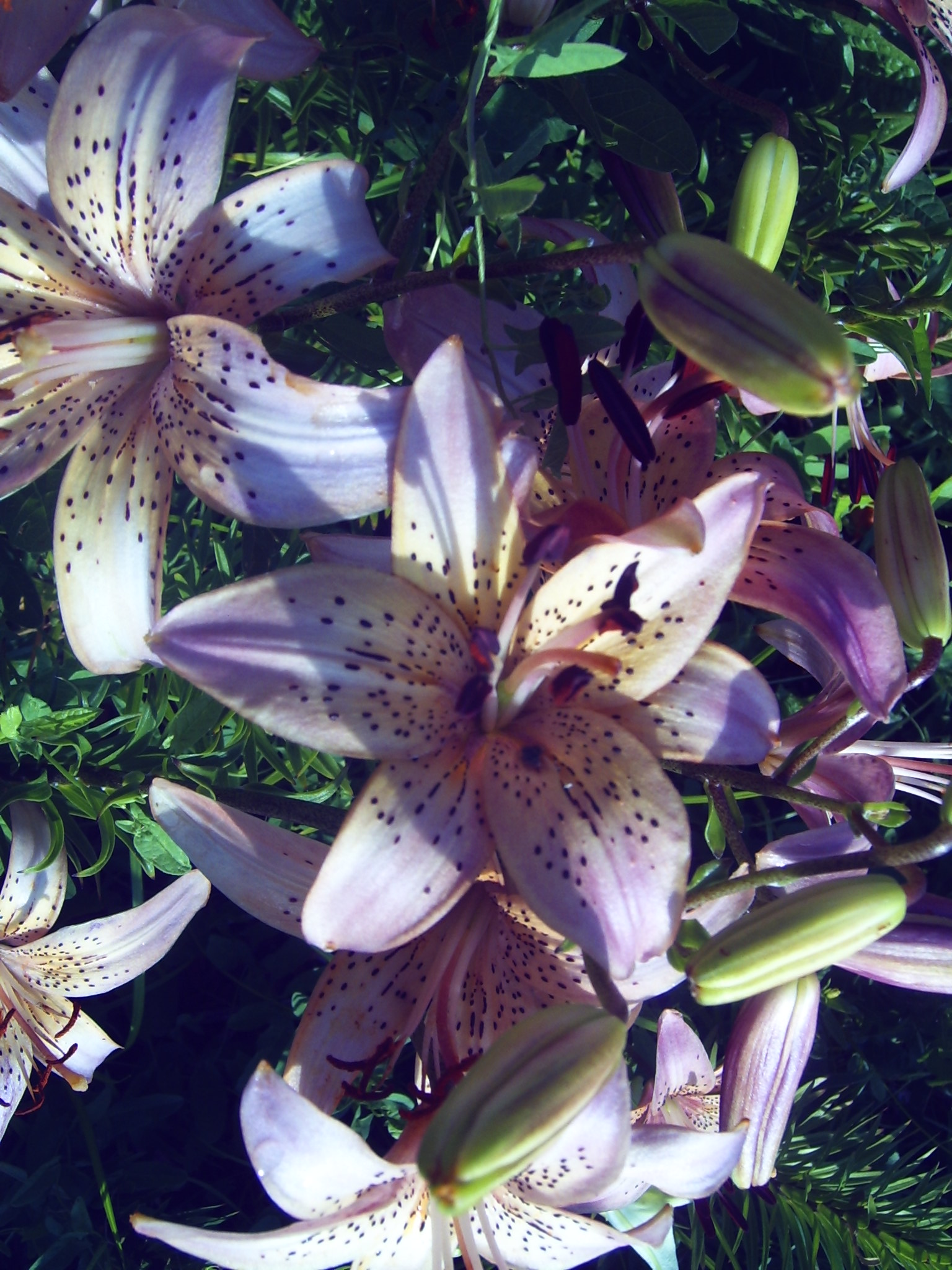 white speckled lily