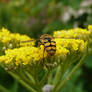 Hover Fly II