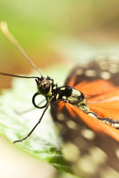 Macro of a butterfly