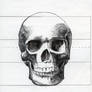 Skull drawing front view