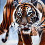 sumatran tiger by*GlennWeaver*