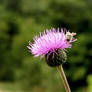 Thistle