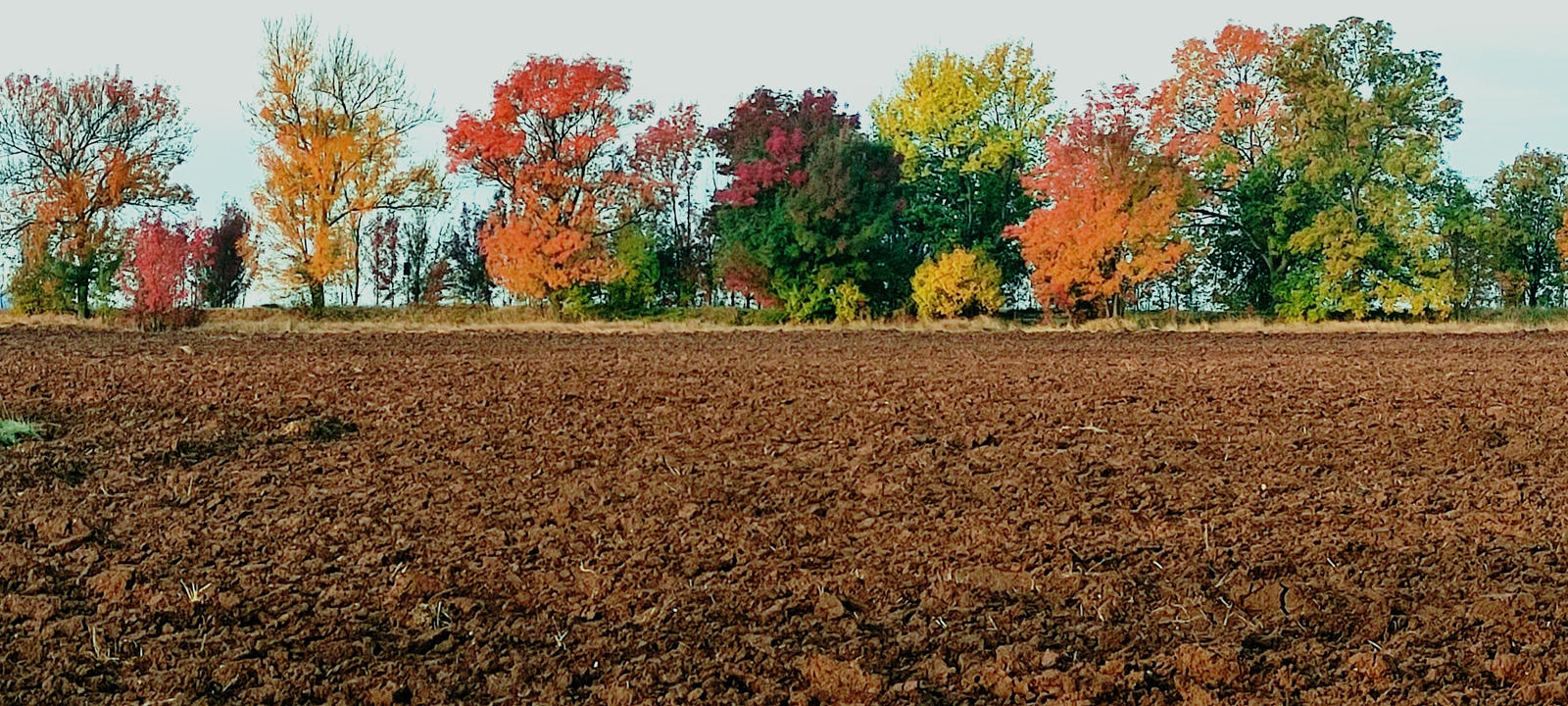 Color Trees by vale555 on DeviantArt