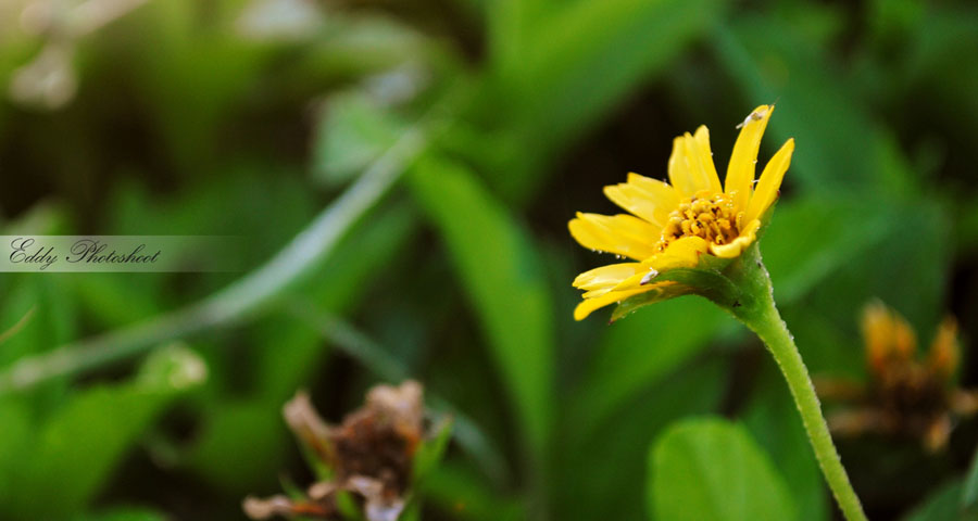 Bunga Kecil By Easydizzy On Deviantart