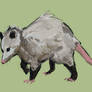 Possum 