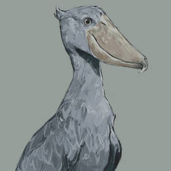 Shoebill