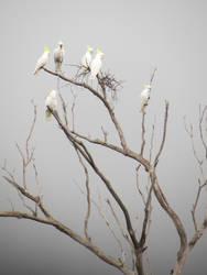 Cockatoos in fog