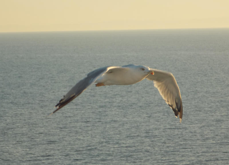 on the wings of the wind