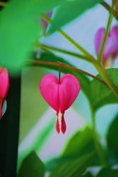 Bleeding Heart