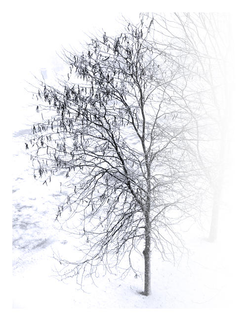 Fading Tree Fading Tree by dragy88 on DeviantArt