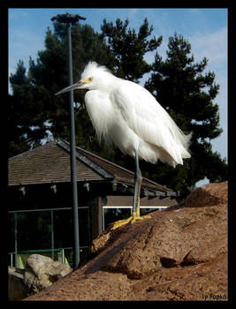 Snowy Egret