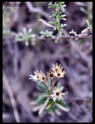 Mini flowers 1