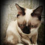 Birman...3