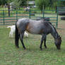 Blue Roan Stock 1