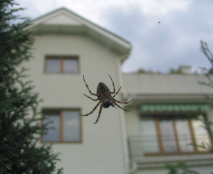 spider 1