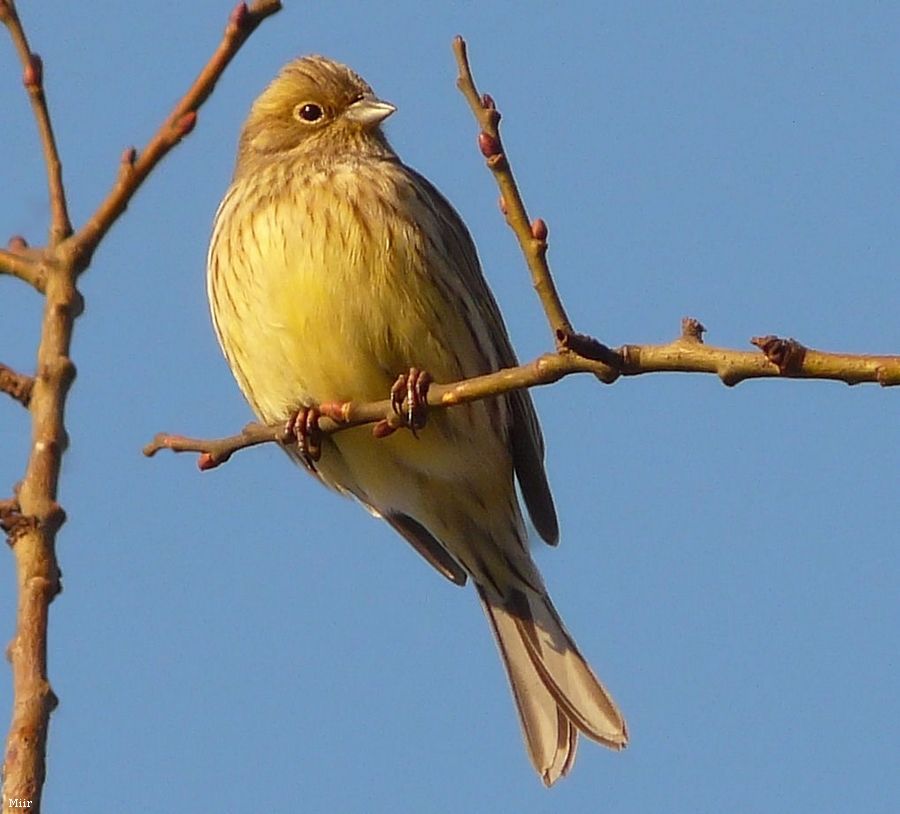 Yellowhammer