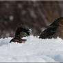 Fun in the snow