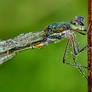 Dragonfly in dew