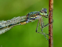 Dragonfly in dew