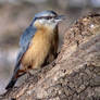 Nuthatch