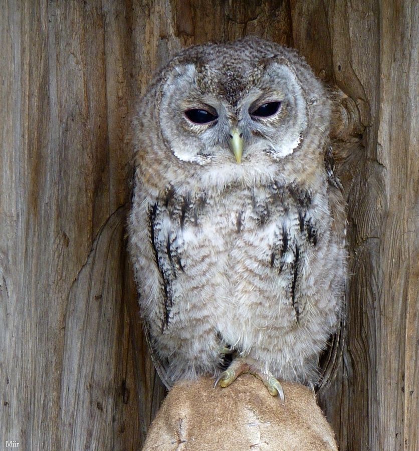 Tawny owl