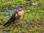 Fieldfare by miirex