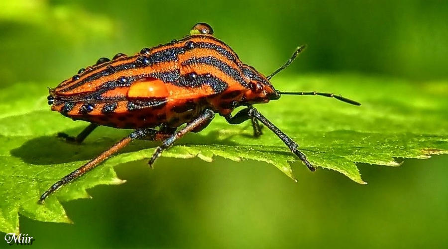 Meu Insect Insect by miirex on DeviantArt