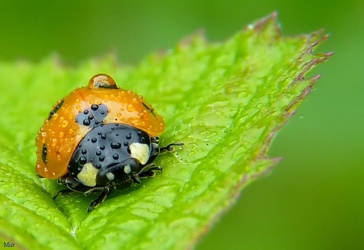 Ladybird