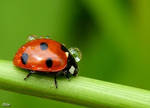 Ladybug in dew by miirex