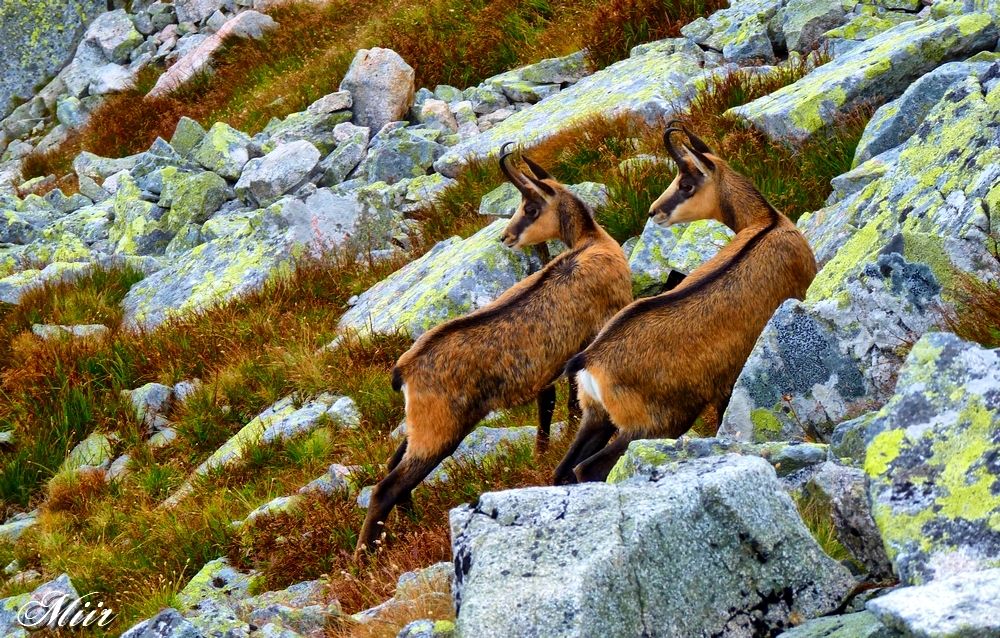 Chamois - hiking companions