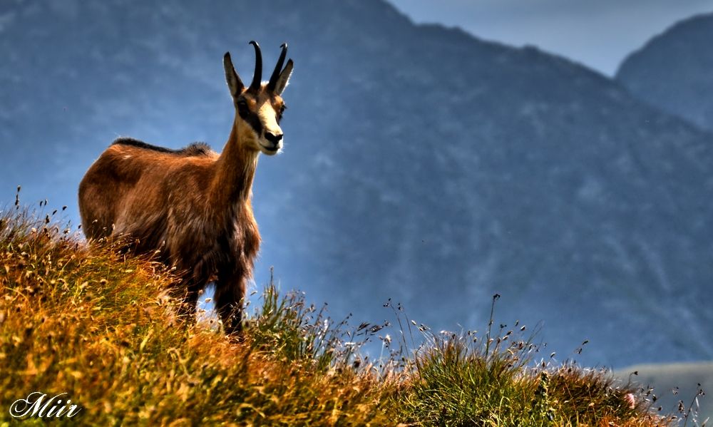 Chamois - Kozica