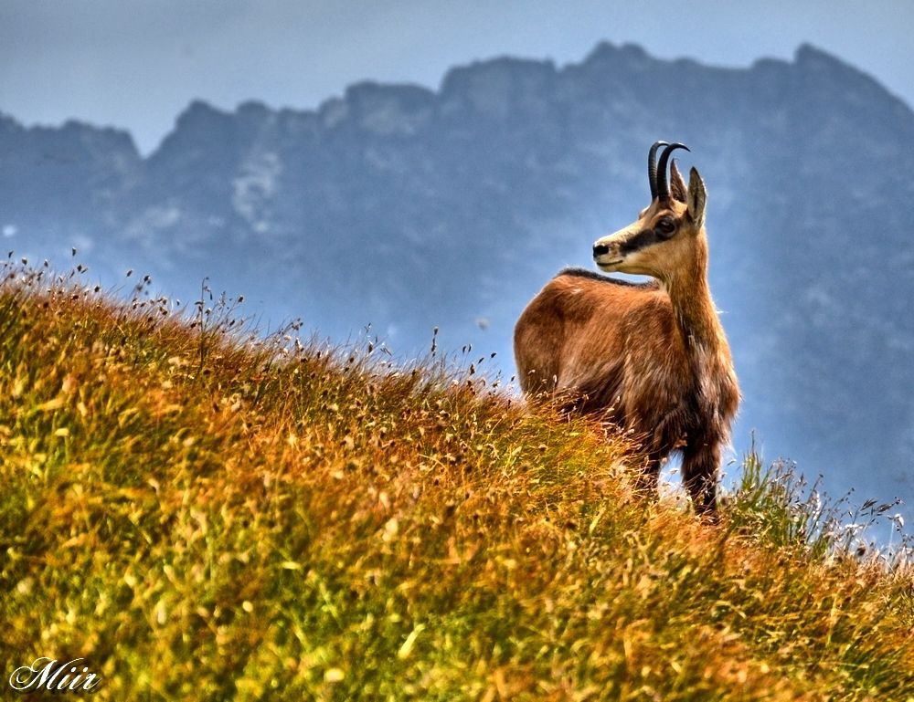 Chamois - Kozica