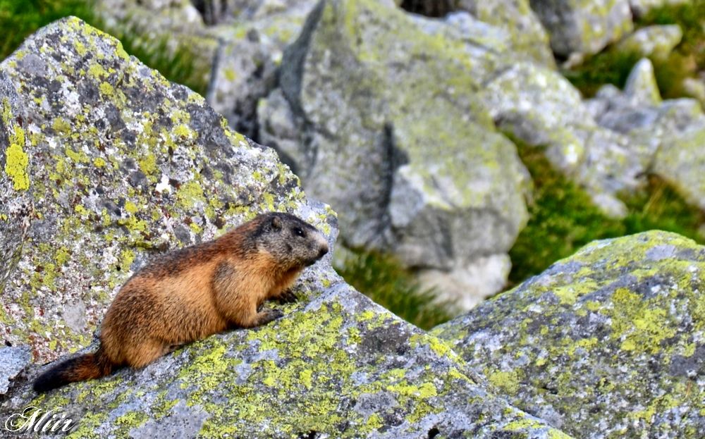 Marmot