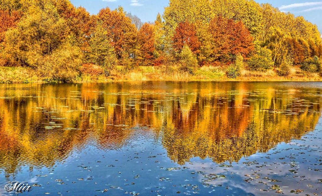 Autumn on the pond