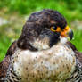 The peregrine falcon