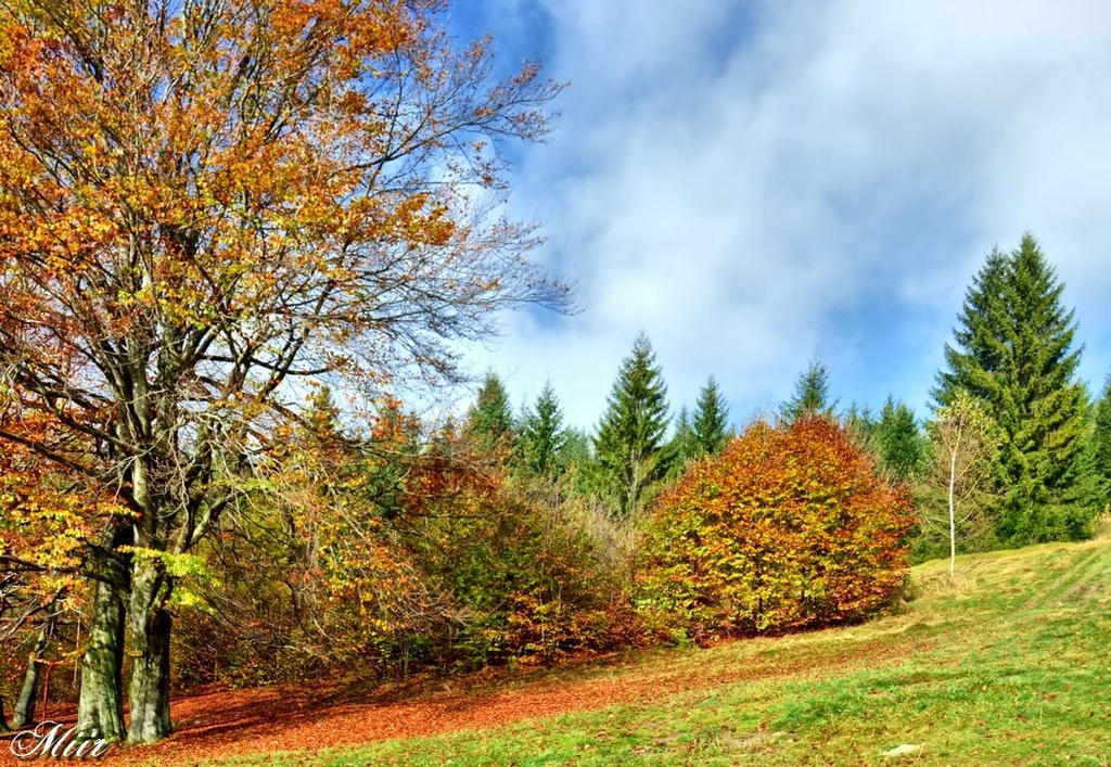 Autumn in the forest