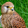 Kestrel