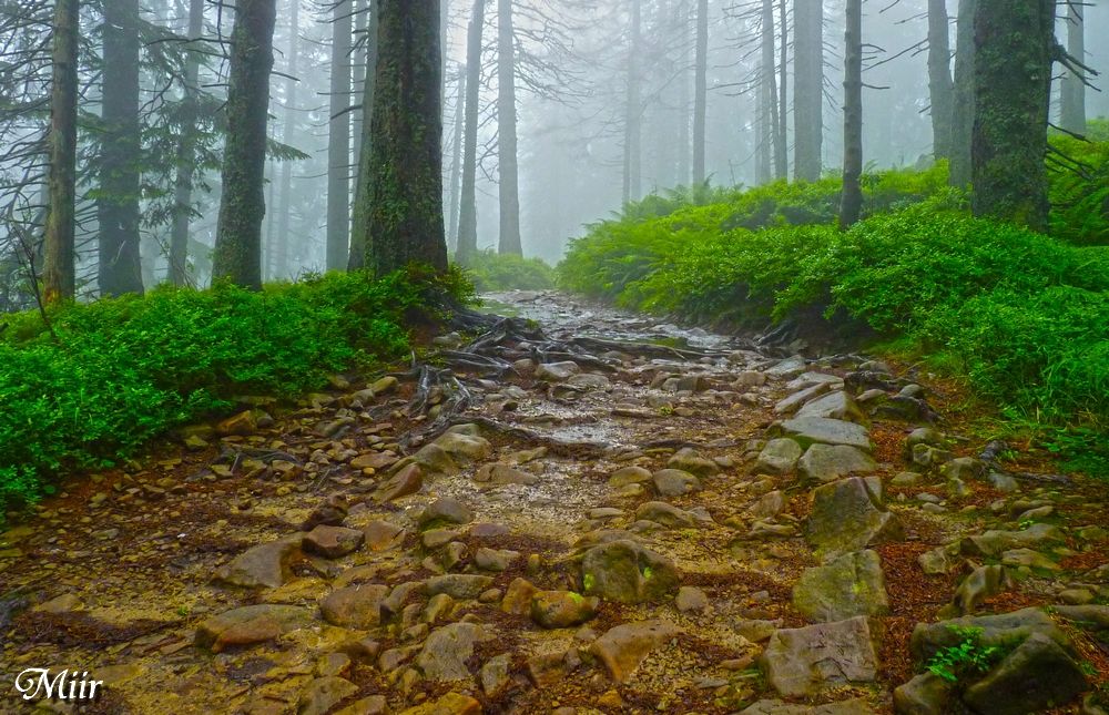 Misty path